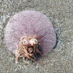 Meet your Posher, Joel